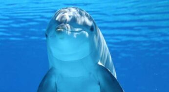 ハワイ旅行中にイルカと会いたいスポット（オアフ島）