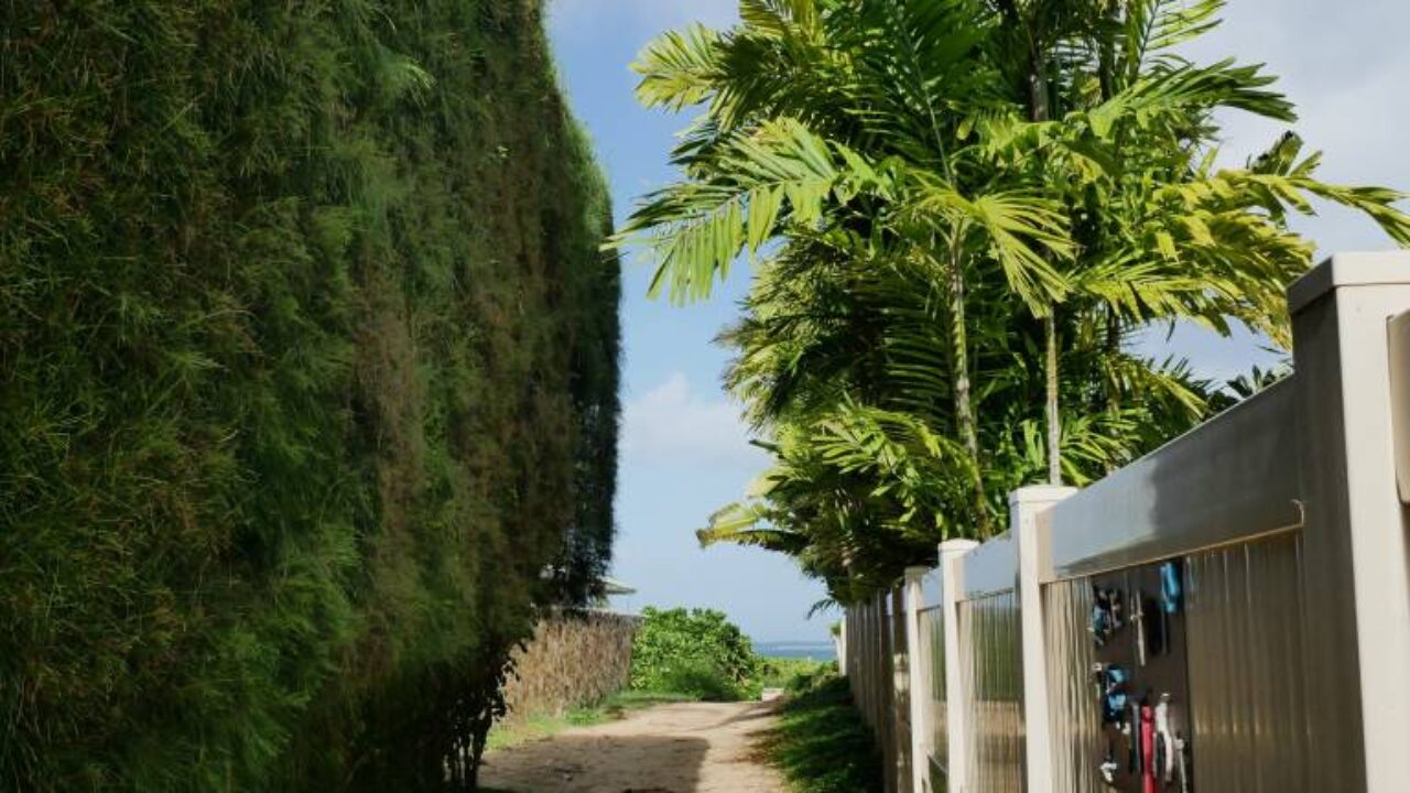 ヤシの木を植えるのは最近自宅に流行ってるようです