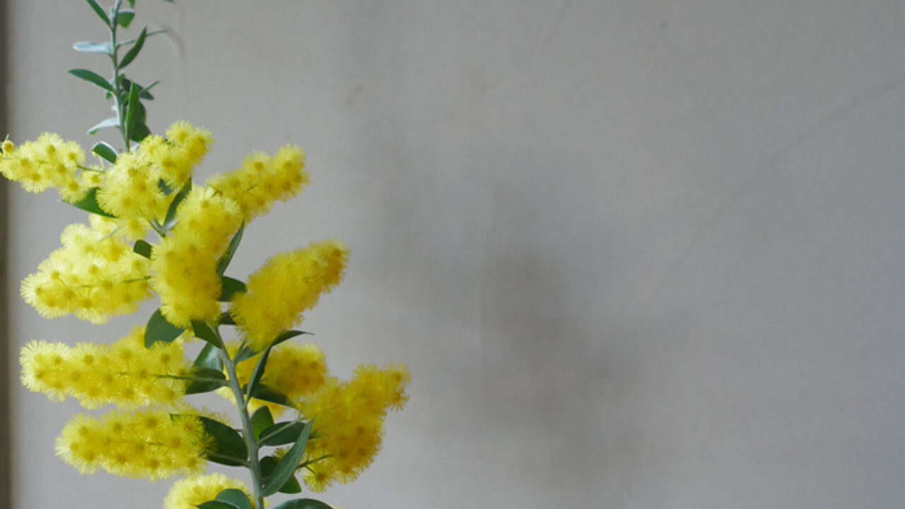 パールアカシア 21年で3年目の今年初の開花 お気楽ノマドのハニカム雑記ログ