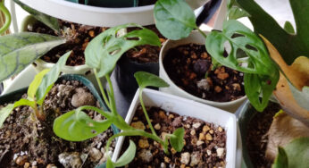 【斑入り植物】茎伏せの購入時期と茎伏せマドカズラの成長記録10ヶ月後